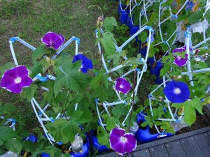 DSC00979[1]